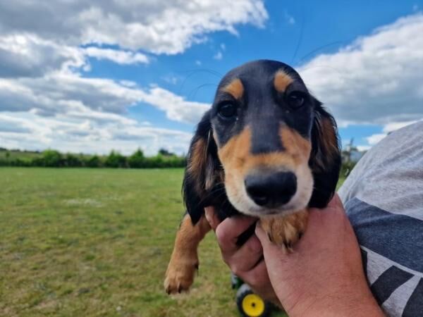 Mini Dachshund puppies, long haired ,both boys for sale in Wereham, Norfolk - Image 1