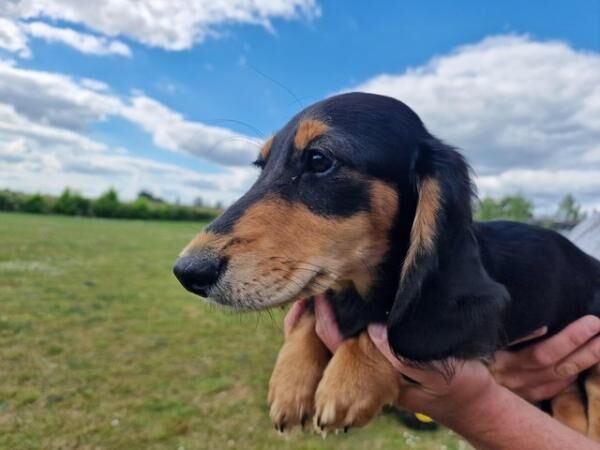 Mini Dachshund puppies, long haired ,both boys for sale in Wereham, Norfolk - Image 2