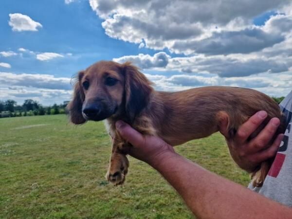 Mini Dachshund puppies, long haired ,both boys for sale in Wereham, Norfolk - Image 3