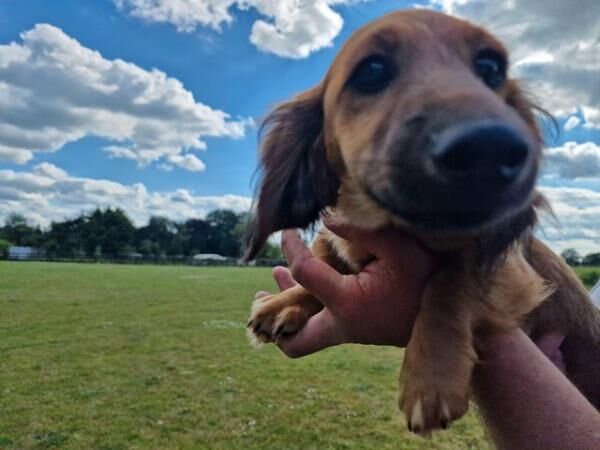 Mini Dachshund puppies, long haired ,both boys for sale in Wereham, Norfolk - Image 5