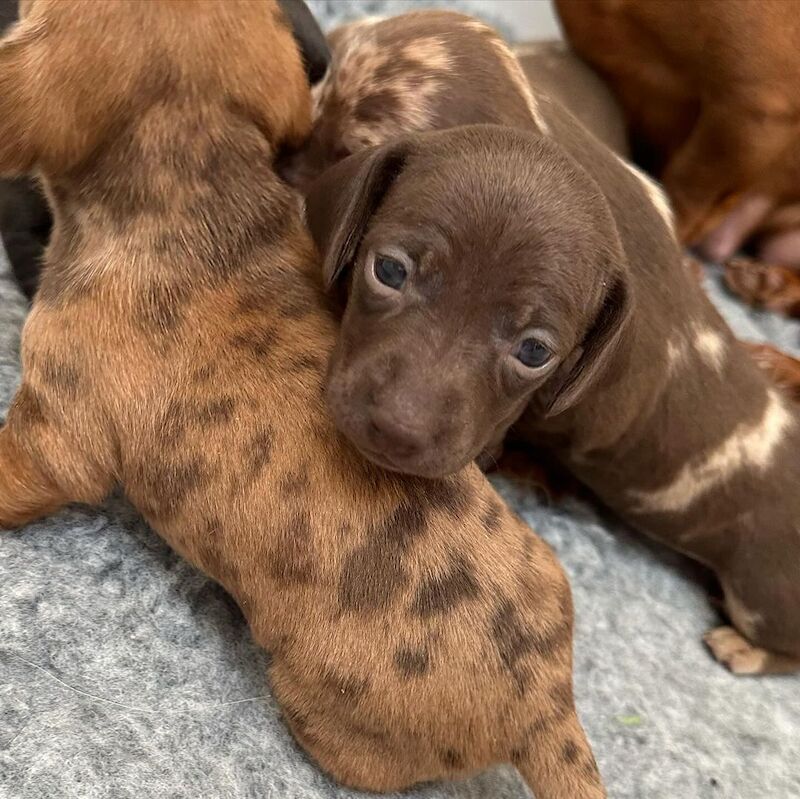 mini dachshund puppys for sale in Coventry, West Midlands - Image 1