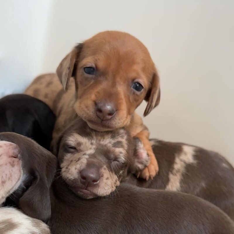 mini dachshund puppys for sale in Coventry, West Midlands - Image 2