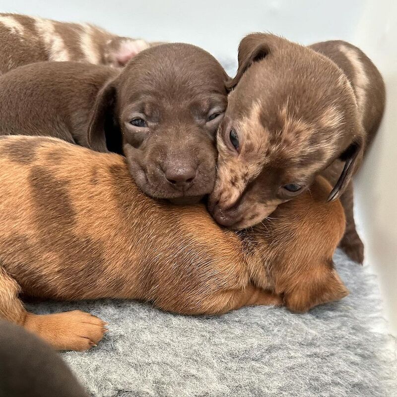 Dachshund Puppies for sale in West Midlands