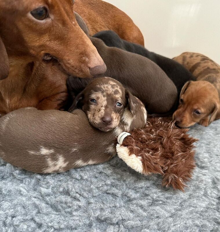 Dachshund Puppies for sale