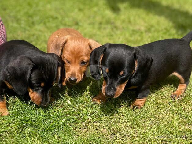 Mini dachshund pups for sale in Pontypridd, Rhondda Cynon Taf