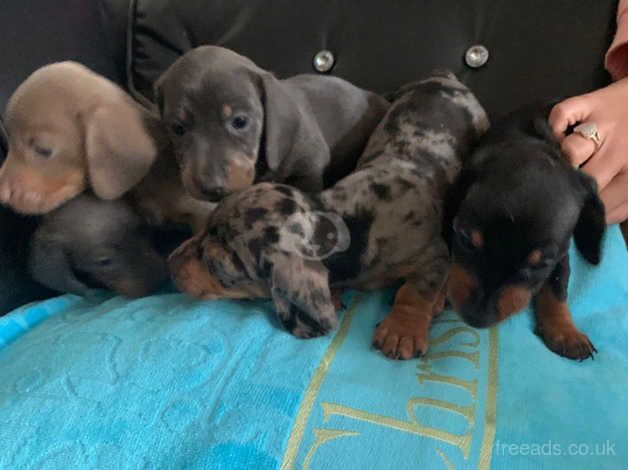 Dachshunds for sale in Walsall, West Midlands