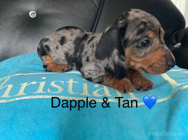 Dachshund Puppies for sale