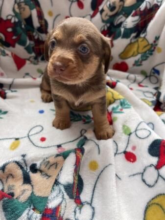 Mini dachshund x Pomeranian puppies for sale in Brentwood, Essex