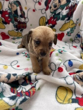 Mini dachshund x Pomeranian puppies for sale in Brentwood, Essex - Image 2