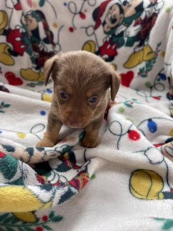 Mini dachshund x Pomeranian puppies for sale in Brentwood, Essex - Image 3