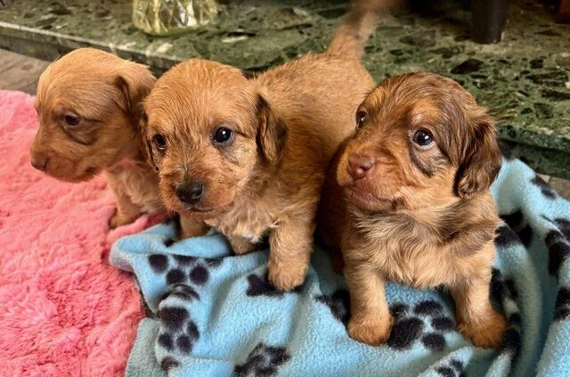Mini dachshund x toy poodles for sale in Par, Cornwall