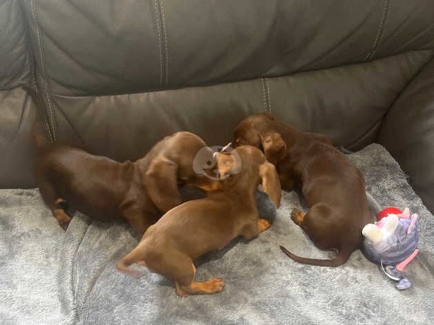 Mini dachshunds for sale in Derby, Derbyshire - Image 1