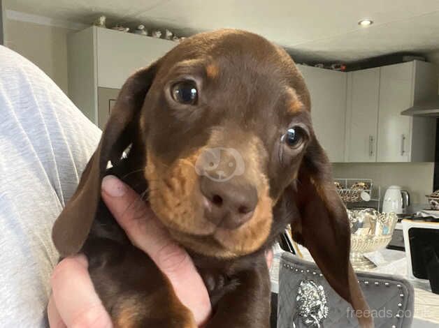 Mini dachshunds for sale in Derby, Derbyshire - Image 2