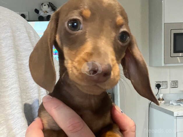 Dachshund Puppies for sale in Derbyshire