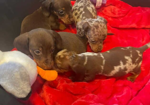 mini dachshunds for sale in Guildford, Surrey