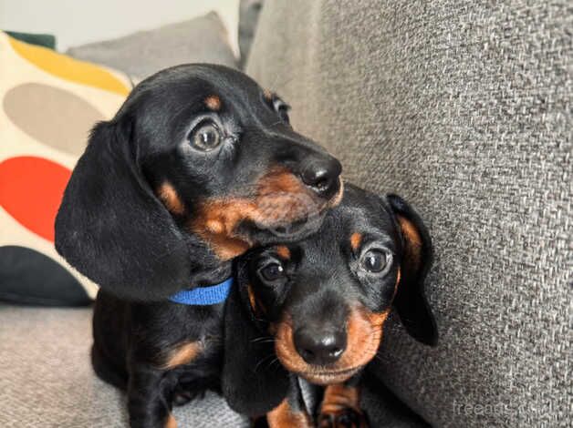 Mini Dachshunds for sale in Haverfordwest/Hwlffordd, Pembrokeshire