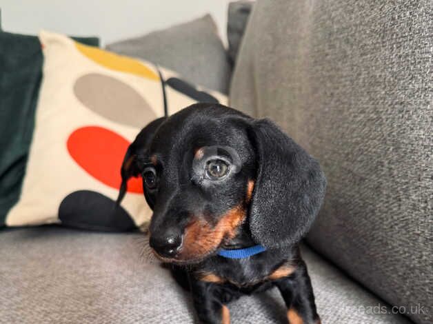 Mini Dachshunds for sale in Haverfordwest/Hwlffordd, Pembrokeshire - Image 2