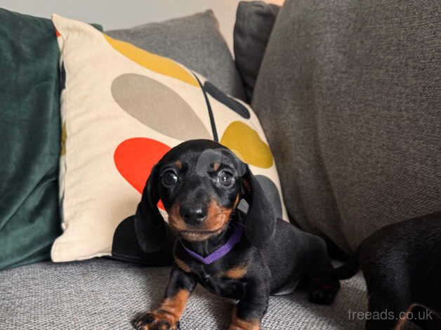 Mini Dachshunds for sale in Haverfordwest/Hwlffordd, Pembrokeshire - Image 3