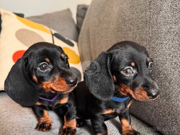 Mini Dachshunds for sale in Haverfordwest/Hwlffordd, Pembrokeshire - Image 4