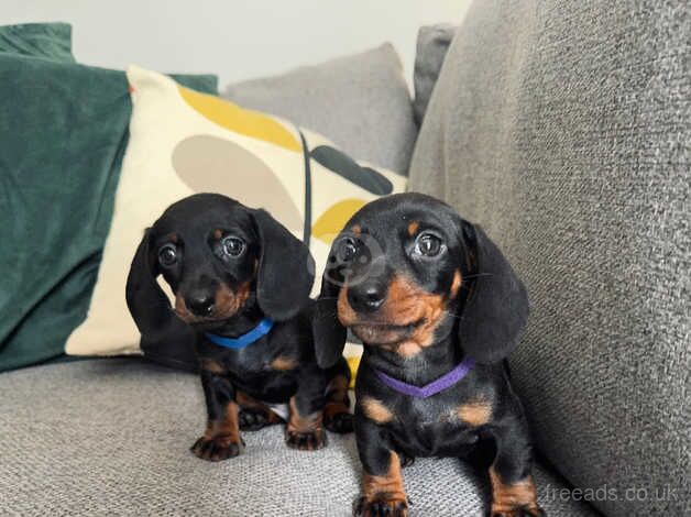 Mini Dachshunds for sale in Haverfordwest/Hwlffordd, Pembrokeshire - Image 5