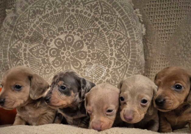 Mini dachshunds for sale in Newport, Shropshire