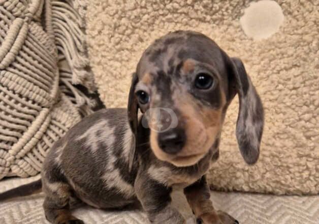 Mini dachshunds for sale in Newport, Shropshire - Image 3