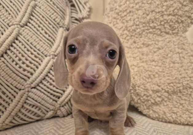 Mini dachshunds for sale in Newport, Shropshire - Image 4