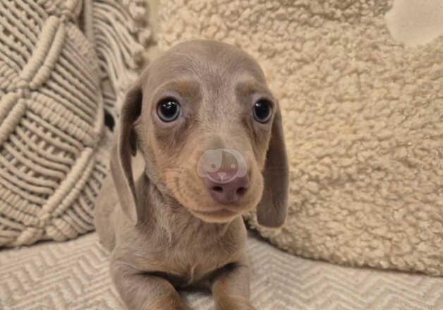 Mini dachshunds for sale in Newport, Shropshire - Image 5