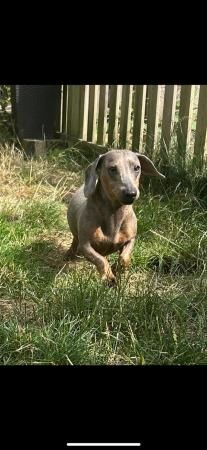 Mini Dachsund lovely little dog for sale in Ramsgate, Kent