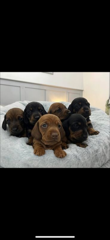 Mini dachunds for sale in East End, East Riding of Yorkshire