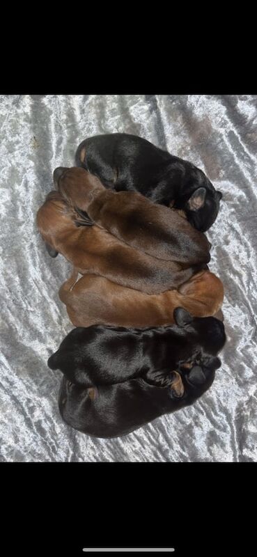 Mini dachunds for sale in East End, East Riding of Yorkshire - Image 2