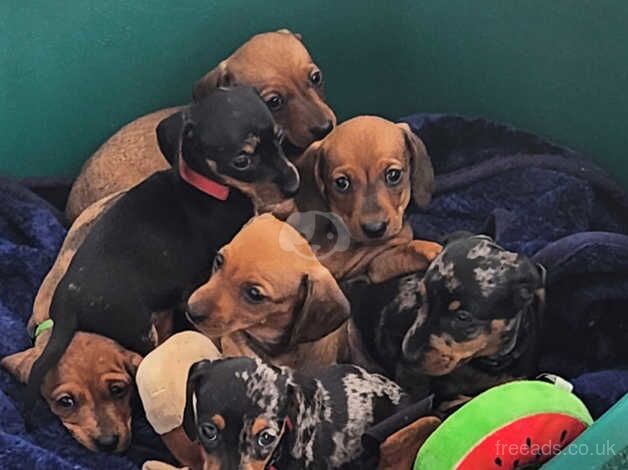 MINI DASCHUNDS READY NOW for sale in Doncaster, South Yorkshire