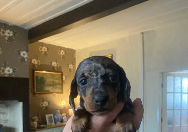 Dachshunds for sale in Blackburn, Lancashire