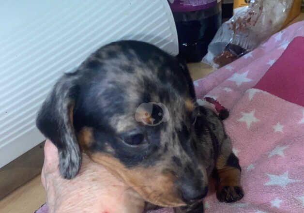 Dachshund Puppies for sale in Lancashire