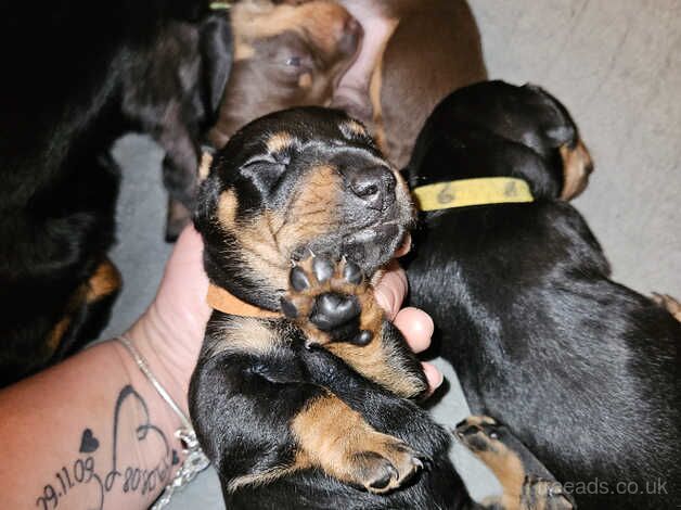 Dachshunds for sale in Sunderland, Tyne and Wear