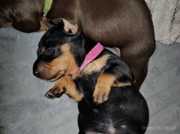 KC Registered Dachshund Puppies for sale in Tyne and Wear