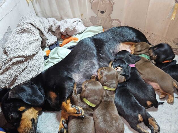 Dachshund Puppies for sale