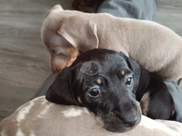 Mini Dashund Puppies for sale KC reg 1st jab, ready to leave for sale in Prescot, Merseyside