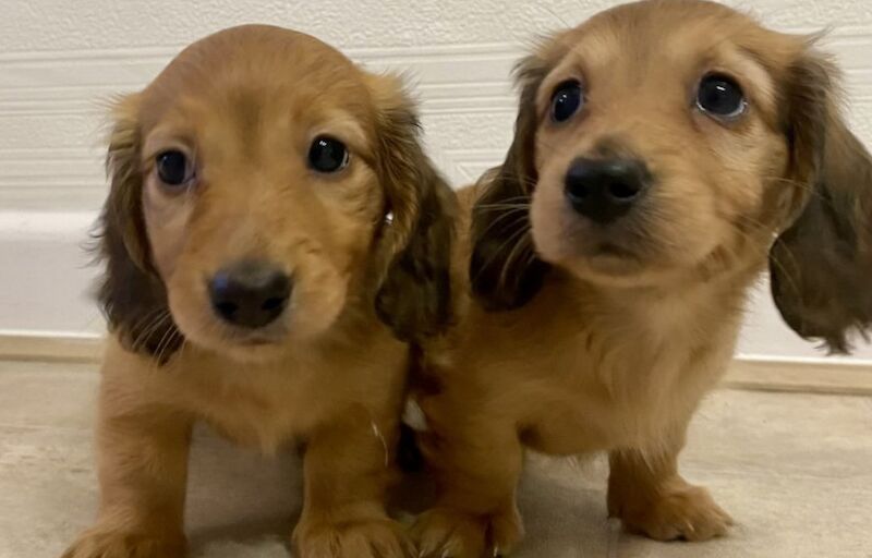 Mini long haired dashund for sale in Sheffield, South Yorkshire