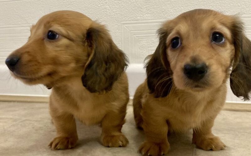 Mini long haired dashund for sale in Sheffield, South Yorkshire - Image 3