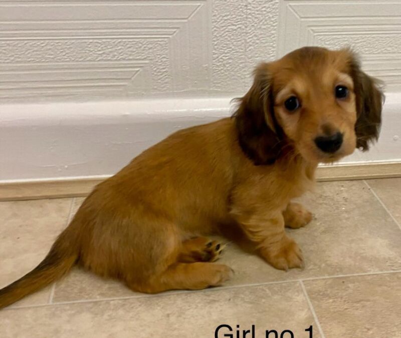 Mini long haired dashund for sale in Sheffield, South Yorkshire - Image 4