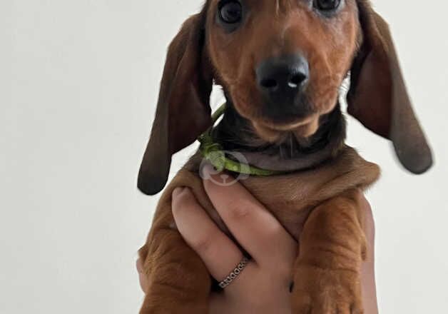 Mini smooth dachshund boys Anglesey for sale in Holyhead/Caergybi, Isle of Anglesey