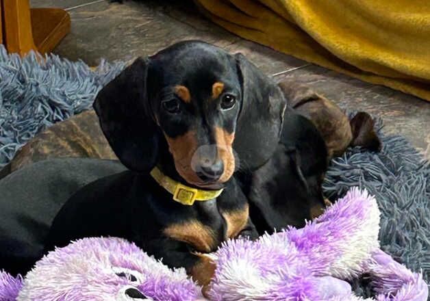 Mini smooth dachshund puppies for sale in Lutterworth, Leicestershire - Image 3