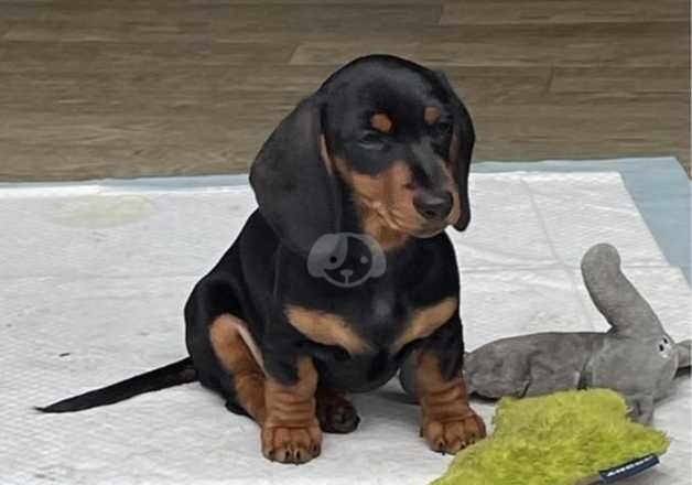 Mini smooth dachshund puppies for sale in Lutterworth, Leicestershire - Image 4