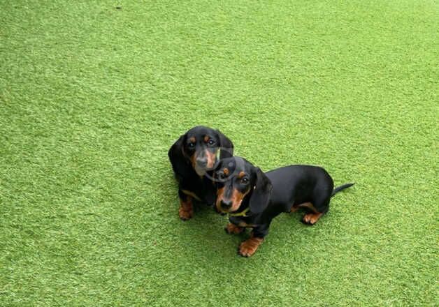 Mini smooth dachshund puppies for sale in Lutterworth, Leicestershire - Image 5