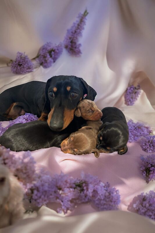 Mini smooth kc reg dachshunds for sale in Peterborough, Cambridgeshire