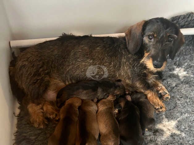 Mini wired dachshunds x Jack Russell for sale in Hillingdon, Hillingdon, Greater London