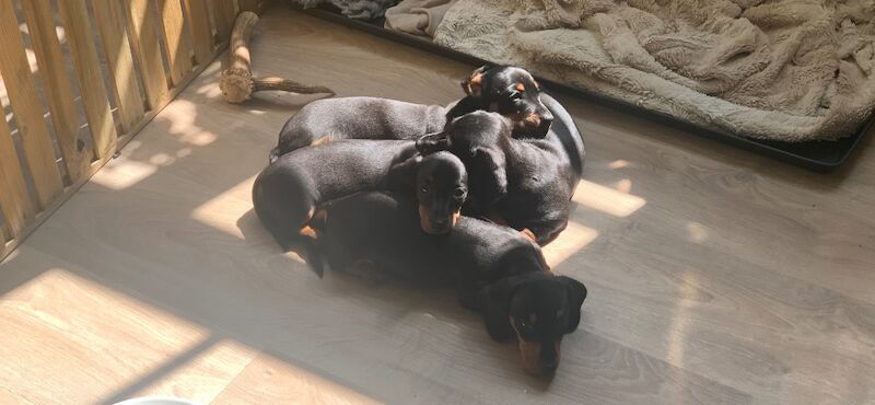 Miniature Black and Tan Dachshunds for sale in Storrington, West Sussex