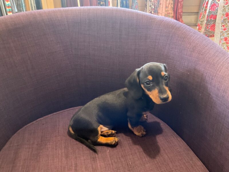 KC Registered Dachshund Puppies for sale in West Sussex