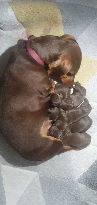 Dachshund Puppies for sale in Berkshire